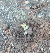 Sobreiro plantado em Villa Campus